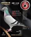 图片暂时未上传