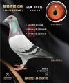 图片暂时未上传