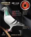 图片暂时未上传
