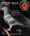 图片暂时未上传