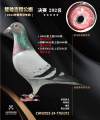 图片暂时未上传