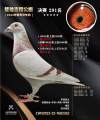 图片暂时未上传