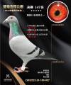 图片暂时未上传