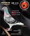 图片暂时未上传