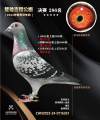 图片暂时未上传