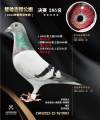 图片暂时未上传