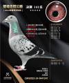 图片暂时未上传