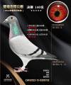 图片暂时未上传