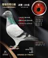 图片暂时未上传