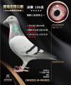 图片暂时未上传