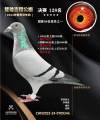 图片暂时未上传