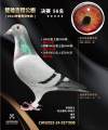 图片暂时未上传