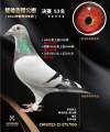 图片暂时未上传