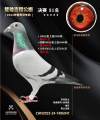 图片暂时未上传