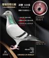 图片暂时未上传