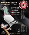 图片暂时未上传