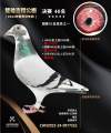 图片暂时未上传
