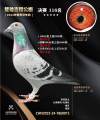 图片暂时未上传