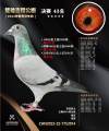 图片暂时未上传