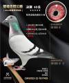 图片暂时未上传