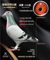 图片暂时未上传