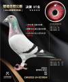 图片暂时未上传