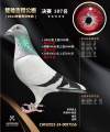 图片暂时未上传