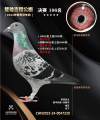 图片暂时未上传