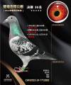 图片暂时未上传