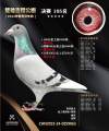 图片暂时未上传