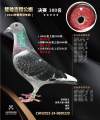 图片暂时未上传