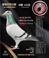 图片暂时未上传