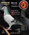 图片暂时未上传