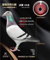 图片暂时未上传