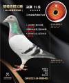 图片暂时未上传