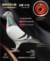 图片暂时未上传