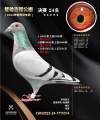 图片暂时未上传