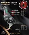 图片暂时未上传