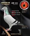 图片暂时未上传