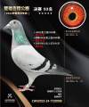 图片暂时未上传