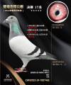 图片暂时未上传