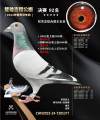 图片暂时未上传