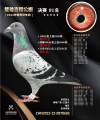 图片暂时未上传