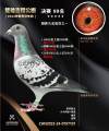 图片暂时未上传