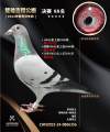 图片暂时未上传