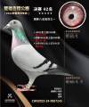 图片暂时未上传