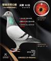 图片暂时未上传