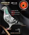 图片暂时未上传