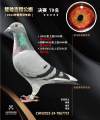 图片暂时未上传