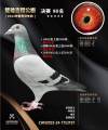图片暂时未上传